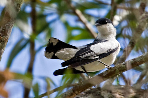 White-winged Triller (Lalage sueurii)
